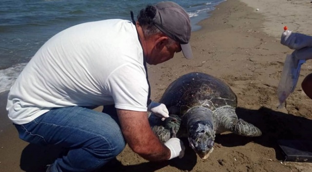 Ölü yeşil deniz kaplumbağası kıyıya vurdu