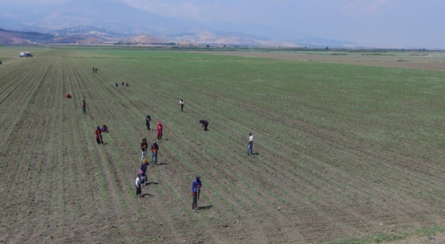 Sular çekildi ova pamukla buluştu Sular çekildi ova pamukla buluştu