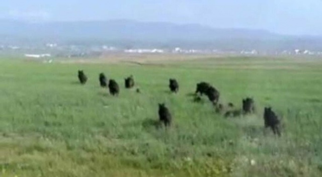 Sürü halinde geldiler! Bir köy şokta... Sürü halinde geldiler! Bir köy şokta...