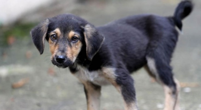 Yavru köpeği faraşa koyup dereye atın işçi konuştu: Pişmanım Yavru köpeği faraşa koyup dereye atın işçi konuştu: Pişmanım