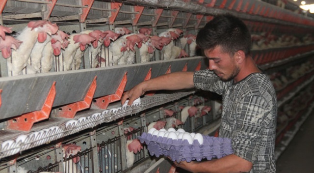 Yumurta üreticisi çözüm bekliyor