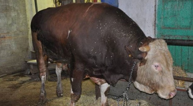 1,5 tonluk kurbanlık boğa, traktör ile takas edilecek 1,5 tonluk kurbanlık boğa, traktör ile takas edilecek