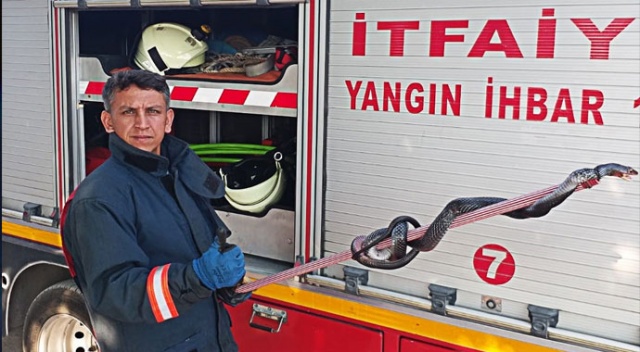 2,5 metrelik kara yılan korkuttu