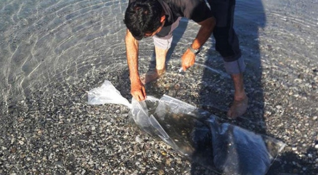 50 bin sazan yavrusu tatlı su ile buluştu 50 bin sazan yavrusu tatlı su ile buluştu