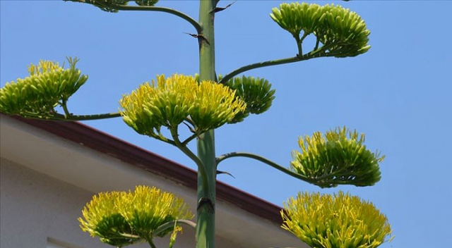 Agave bitkisi 20 yıl sonra 10 metre uzunluğunda çiçek açtı