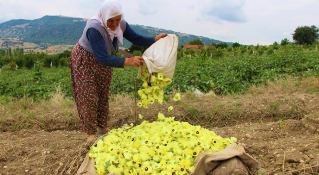Amasya’nın tescilli 'çeyrek altın’ı: Çiçek Bamyası Amasya’nın tescilli 'çeyrek altın’ı: Çiçek Bamyası