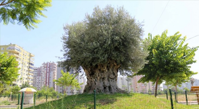 Bin 500 yıllık zeytin ağacı meyve verdi