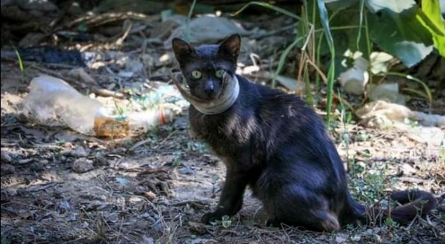 Boynunda kavanoz parçası ile yaşayan kedi kurtarıldı Boynunda kavanoz parçası ile yaşayan kedi kurtarıldı