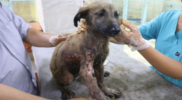 Bu köpeğin başına gelenler pişmiş tavuğun başına gelmedi