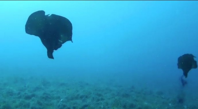 Çanakkale’de deniz tavşanı görüntülendi