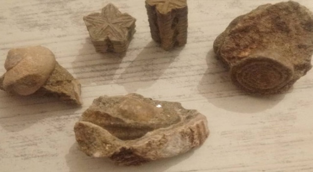 Denizi olmayan Bilecik'te deniz canlıları fosilleri bulundu Denizi olmayan Bilecik'te deniz canlıları fosilleri bulundu