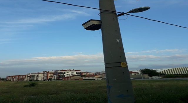 Elektrik direğine sabitlenen arı kovanı