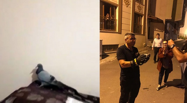 Evde mahsur kalan güvercini, itfaiye erleri kurtardı