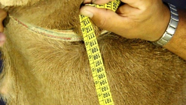 Görenler hayrete düşüyor! Tam 192 kilo... Görenler hayrete düşüyor! Tam 192 kilo...
