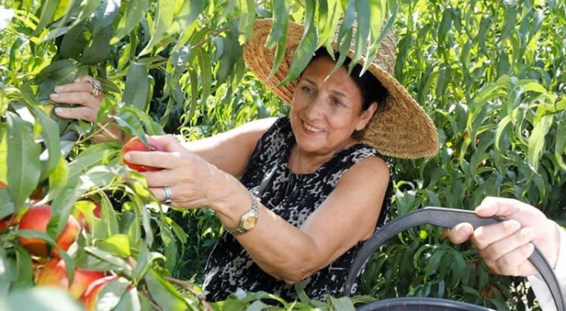 Gürcistan Devlet Başkanı şeftali topladı