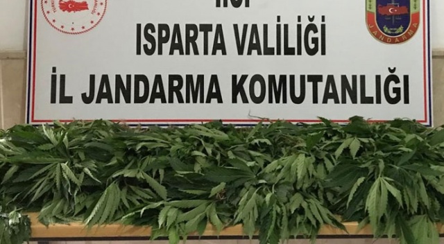Isparta'da 158 kök Hint keneviri ele geçirildi Isparta'da 158 kök Hint keneviri ele geçirildi