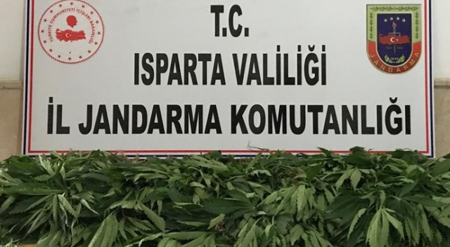 Isparta'da 158 kök Hint keneviri ele geçirildi Isparta'da 158 kök Hint keneviri ele geçirildi