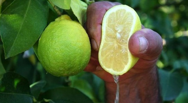 İstanbul’da zam şampiyonu limon oldu İstanbul’da zam şampiyonu limon oldu