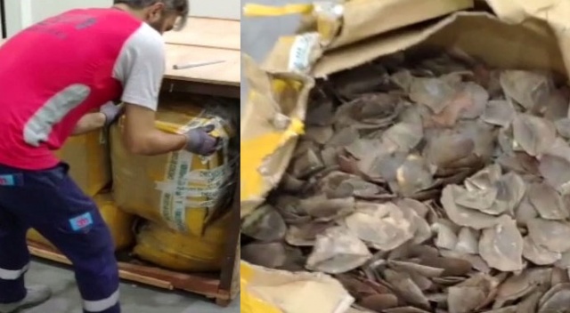 İstanbul Havalimanı’nda 1 ton 217 kilogram Pangolin pul ele geçirildi
