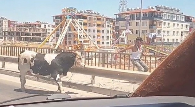 Kaçan dana karayolunu birbirine kattı Kaçan dana karayolunu birbirine kattı