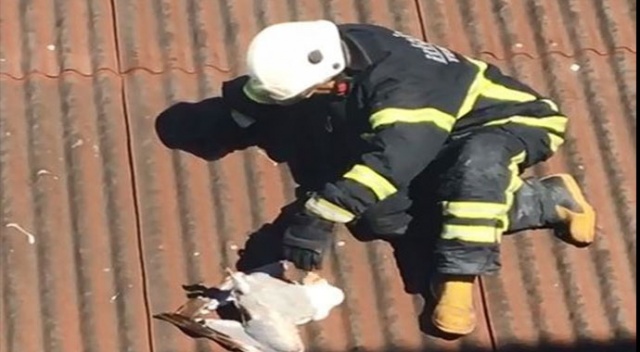 Kanadı kırık martı kurtarıldı