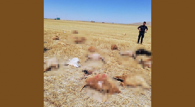 Karaman'da otlamak için tarlaya götürülen 42 koyun telef oldu