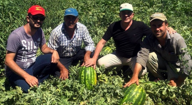 Karpuzun fiyatı tarlada 30 kuruşa düştü