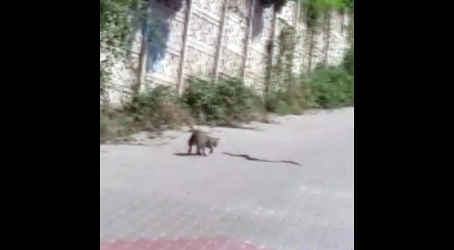 Kedinin yılanla kavgası kamerada Kedinin yılanla kavgası kamerada