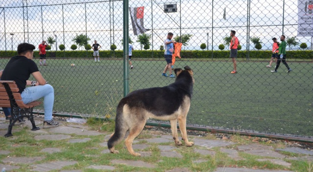 Köpeğin futbol tutkusu