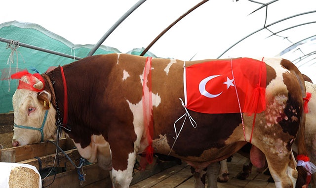 Kurban pazarının en büyüğü! 'Kralsın Kral' 38 bin liradan satışa çıktı Kurban pazarının en büyüğü! 'Kralsın Kral' 38 bin liradan satışa çıktı