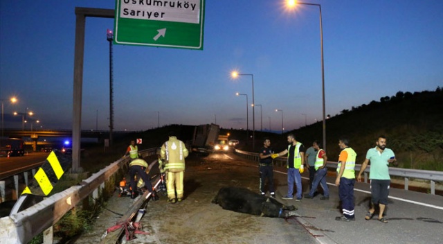 Kurbanlık taşıyan TIR bariyere çarptı, hayvanlar yola savruldu Kurbanlık taşıyan TIR bariyere çarptı, hayvanlar yola savruldu