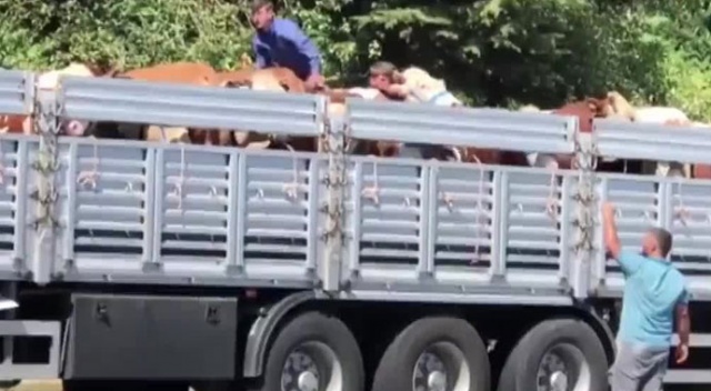 Kurbanlıklara tekmeli ve sopalı eziyet tepki çekti Kurbanlıklara tekmeli ve sopalı eziyet tepki çekti