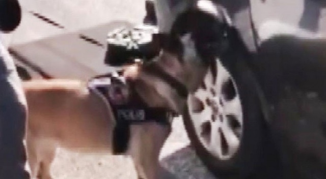 Narkotik köpeği ‘Molly’den kaçamadılar