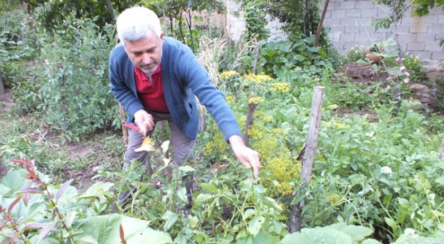 Patates ektiler domates çıktı