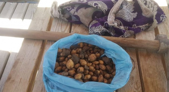 Salep soğanıyla yakalanan kişiye 60 bin 163 lira ceza Salep soğanıyla yakalanan kişiye 60 bin 163 lira ceza