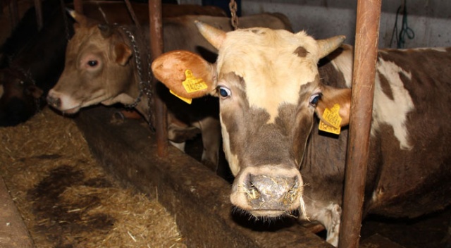 Samsun’da kurbanlık fiyatları belli oldu