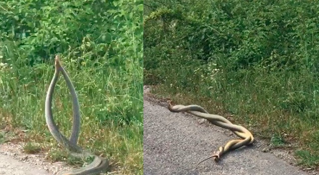 Tokat’ta yılanların dansı görüntülendi Tokat’ta yılanların dansı görüntülendi