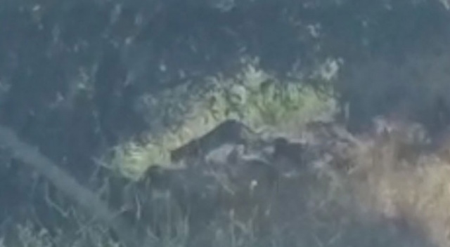 Tunceli’de "leopar" heyecanı