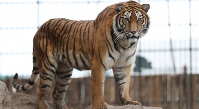 Vietnam'da dondurulmuş kaplanlar ele geçirildi