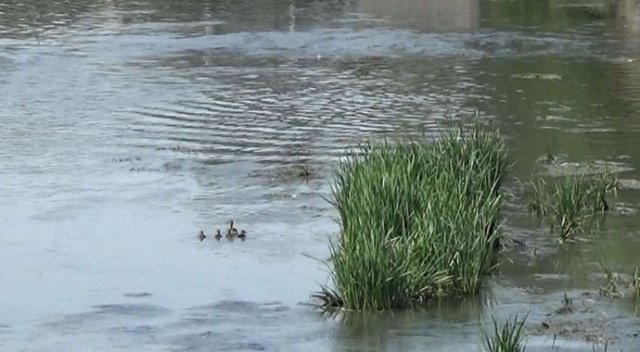 Yaban ördekleri yavrularıyla Kars Çayında