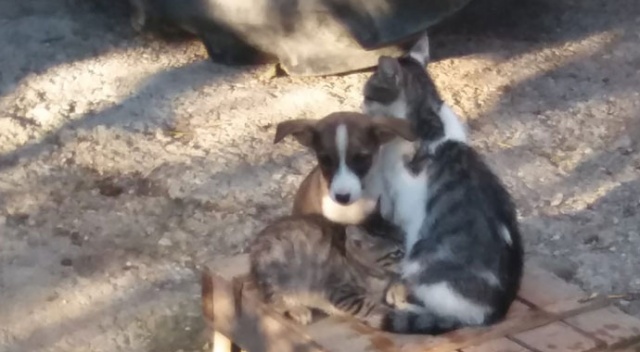 Yavru köpeği kedi sahiplendi