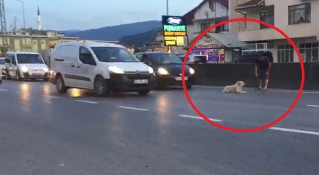 Yolun ortasına yatan köpek trafiği felç etti Yolun ortasına yatan köpek trafiği felç etti