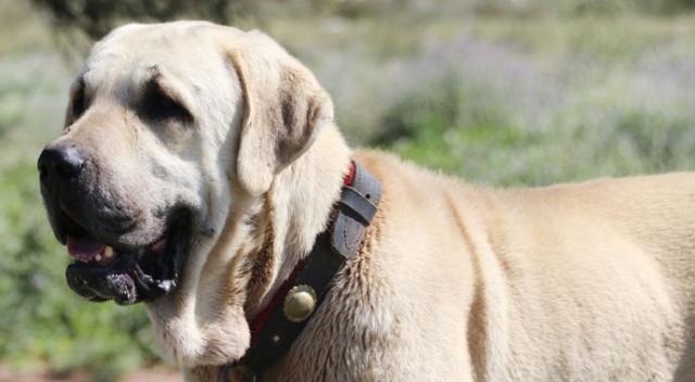 Aksaray Malaklısı 2 bin yıl önce Asurlular tarafından savaş köpeği olarak kullanıldı Aksaray Malaklısı 2 bin yıl önce Asurlular tarafından savaş köpeği olarak kullanıldı