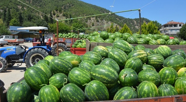 Bilecik'te karpuz hasadı başladı Bilecik'te karpuz hasadı başladı