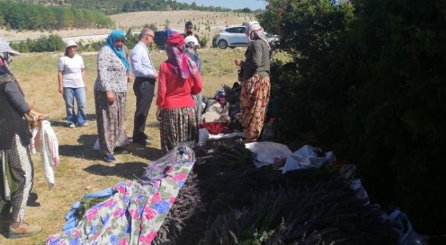 Bozüyük’te lavanta hasadı yapıldı Bozüyük’te lavanta hasadı yapıldı