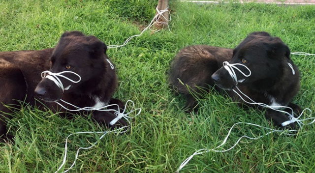 Büyük vicdansızlık! Ağzını ve ayaklarını bağlayıp ölüme terk ettiler Büyük vicdansızlık! Ağzını ve ayaklarını bağlayıp ölüme terk ettiler