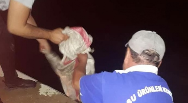 Didim’de 500 kilo deniz patlıcanı ele geçirildi