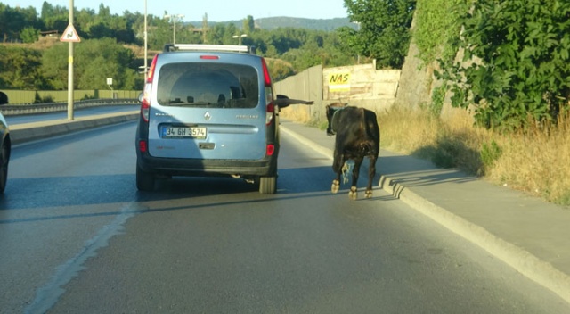 E-5 karayolunda kaçan boğayı yakalamak için ekipler seferber oldu E-5 karayolunda kaçan boğayı yakalamak için ekipler seferber oldu