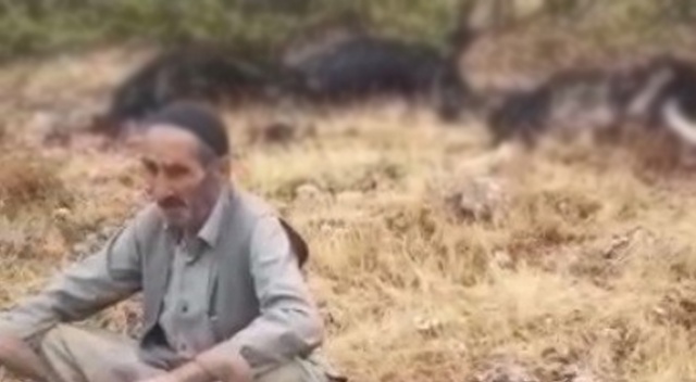 Elazığ&#039;da yıldırım düştü, 12 keçi telef oldu,4&#039;ü yaralandı