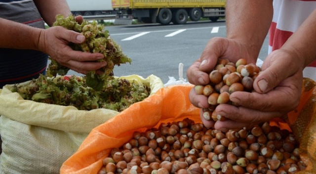 Fındıkta 2 milyon ton hayal değil